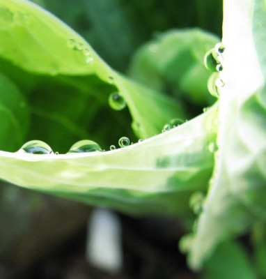 tropfen_hosta4.jpg