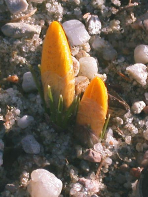 Crocus_korolkowii_2002.jpg