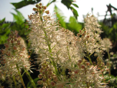 tiarella2.jpg