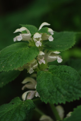 lamium_orvala_alba09.jpg