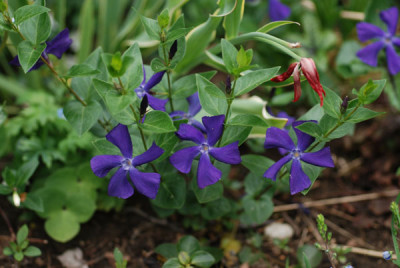vinca_major_09.jpg