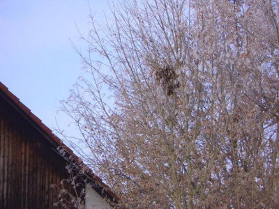 Kobel_gross_kopie.JPG