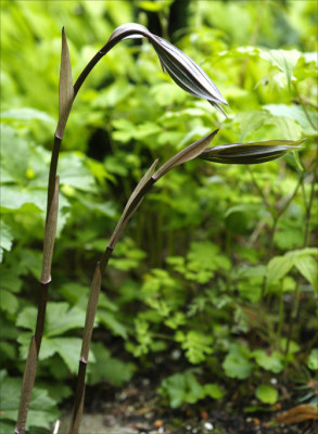 Disporum_cantoniense_Night_Heron.jpg