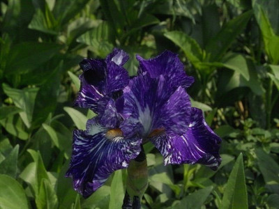 k-Batik_2.jpg