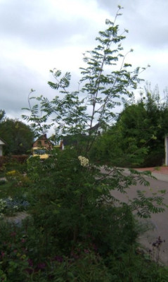 DSCF6316.JPG