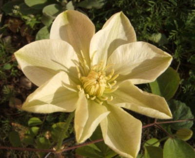 Guernsey_Cream_2-5-09.JPG