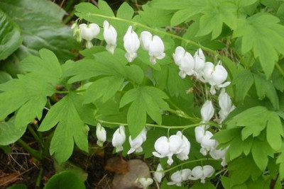 2._Mai_2009_099kl.17_Dicentra_spectabilis..JPG