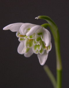 galanthus_niv..JPG