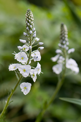 Veronica-Pallida-Mai0409.jpg