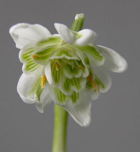 galanthus_-_bluete.JPG