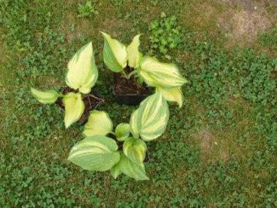 Hosta1_ue.JPG