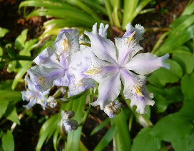 Iris_japonica_fars_2009i.jpg