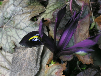 Iris-Feb-1.jpg