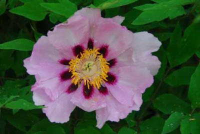 Pae_rockii_DSC_0208.jpg