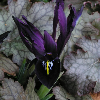 Iris-Feb-3.jpg