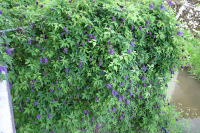 Cl.fauriei_campanulina_plena0709.jpg