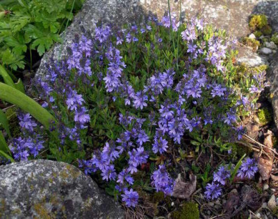 Veronica_prostrata_Blauspiegel_2009-05-02.JPG