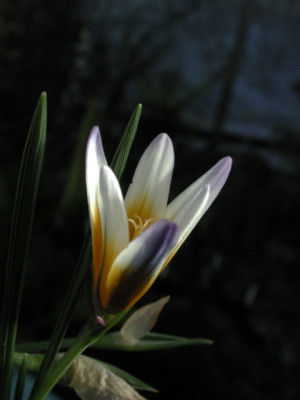 Romulea_bulbocodium.jpg