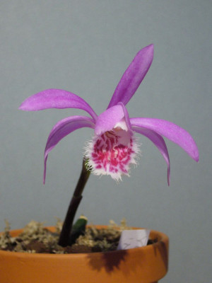 Pleione_Novarupta_900x1000_80KB.jpg