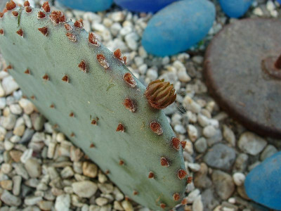 opuntia2009.jpg