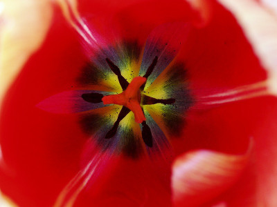 tulpenah2_2009.jpg