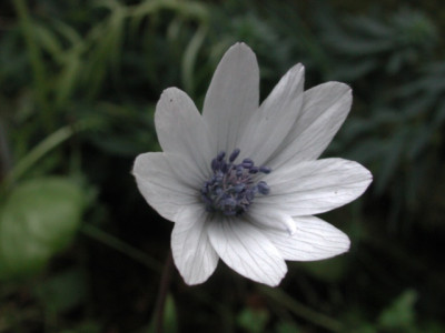 Anemone_hortensis.jpg