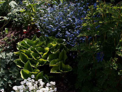 hosta_cf_tiara2009.jpg