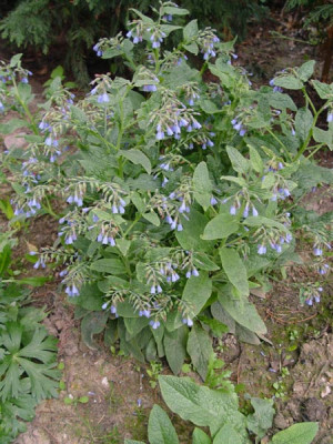 blaue_schattenstaude324.jpg