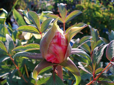 paeonia_wer_bin_ich.jpg