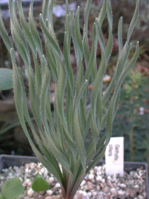 Gethyllis_ciliaris.jpg