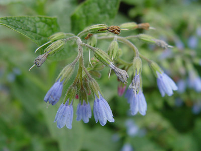 blaue_schattenstaude325.jpg