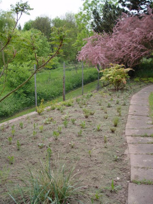 suedhangbeet318.jpg