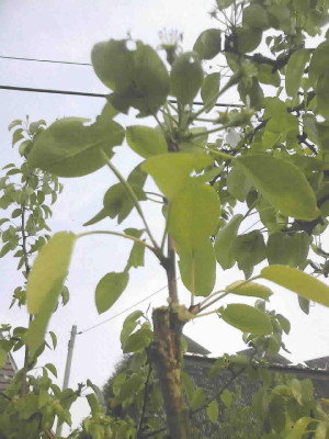 Foto1598b.jpg
