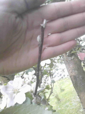 Foto1597b.jpg