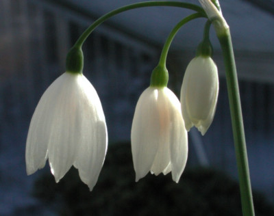 Leucojum_tingitanum.jpg
