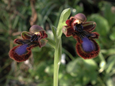 Ophrys_speculum.jpg