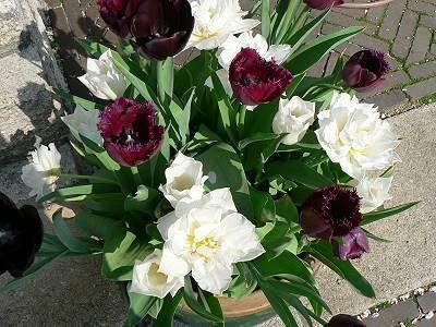 Tulpenkuebel2009_kl.jpg