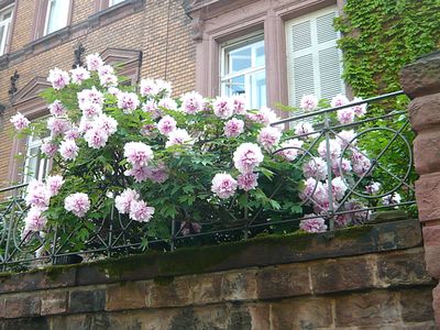 Heidelberg_13_fars_2009.jpg