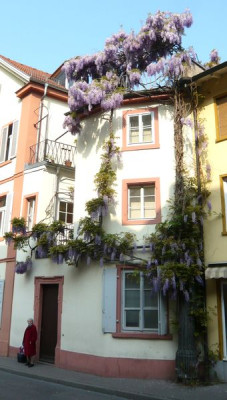 Heidelberg_15_fars_2009.jpg