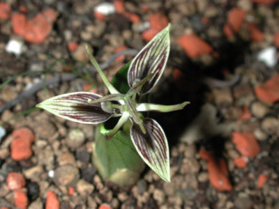 Scoliopus_bigelowii.jpg