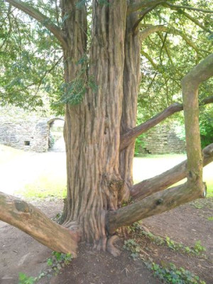 Taxus_baccata_fars_2009.jpg