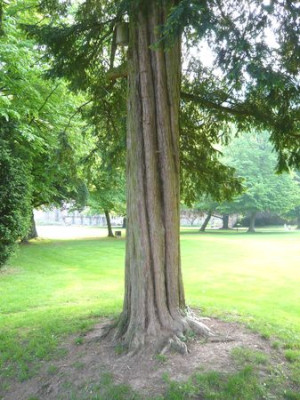 Heidelberg_21_fars_2009.jpg