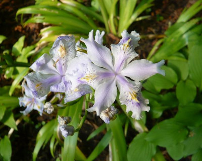 Iris_japonica_fars_2009.jpg
