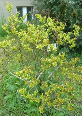 Lagerstroemia_indica_fars_2009.jpg