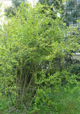 Punica_granatum_fars_2009.jpg