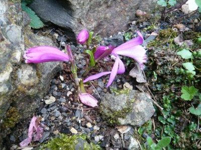 Pleione_limprichtii_fars_2009.jpg