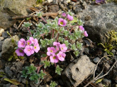 Androsace_nur_welches_fars_2009.jpg