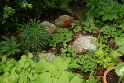 hepaticahuegel_ende_april.jpg