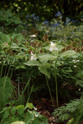 trillium_flexipes_april09.jpg