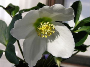 helleborus_nig.JPG